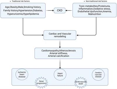 Advances in the study of miRNAs in chronic kidney disease with cardiovascular complications